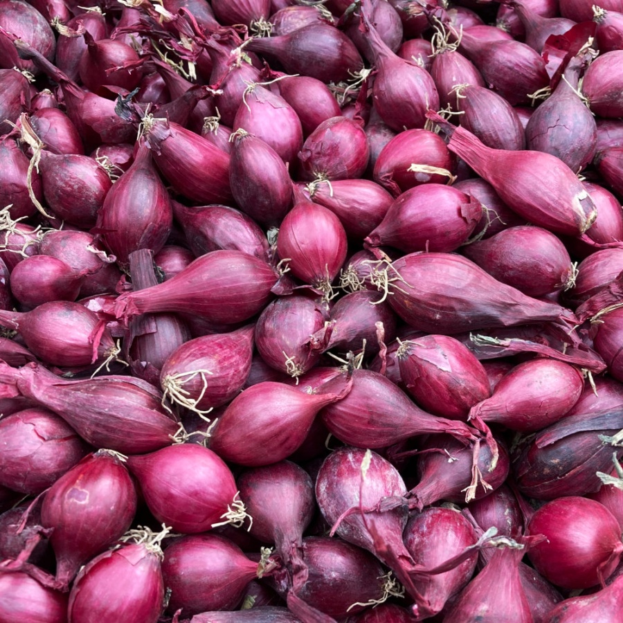 Onion Sets Red Winter - Autumn Planting